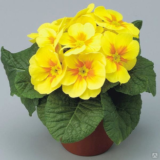 Примула Гетор Еллоу(Primula Gethor Yellow) С-1 #1
