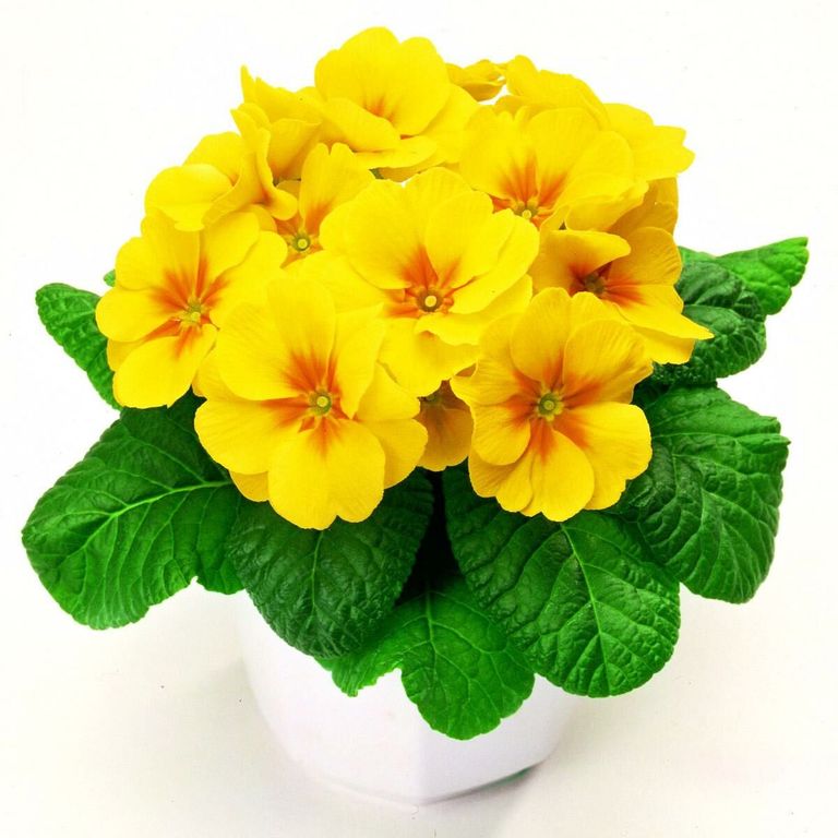 Примула Гетор Еллоу(Primula Gethor Yellow) С-1 2