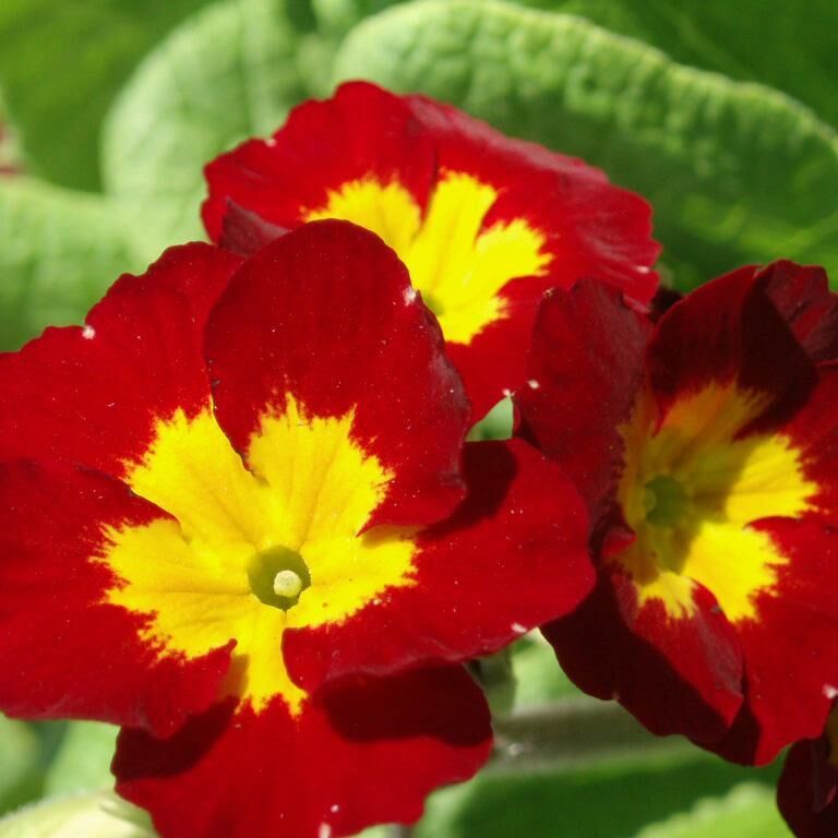 Примула Гетор Ред(Primula Hethor Red)С-1
