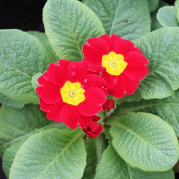 Примула Гетор Ред(Primula Hethor Red)С-1 2