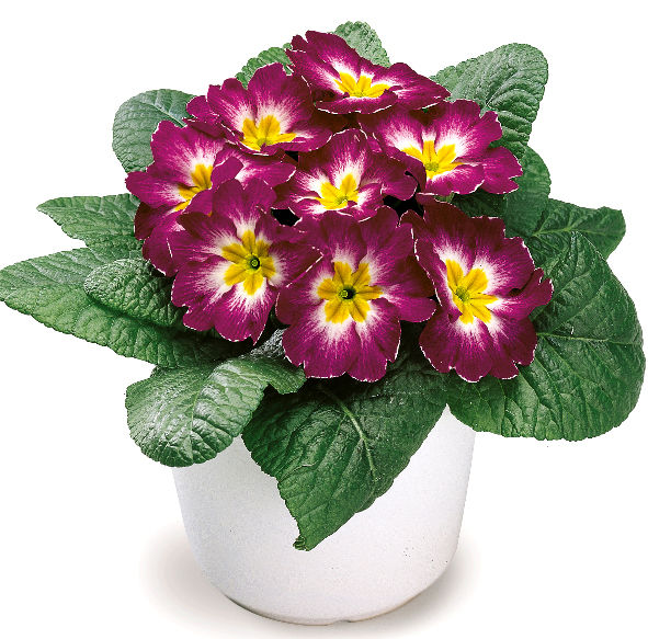 Примула Гетор Парпл Флейм(Primula Hethor Purple Flame)С-1 2