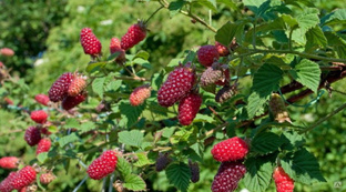 Ежемалина (гибрид малины и ежевики) Тайберри (Rubus frut. x idae. 'Tayberry') C3 #1
