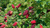 Ежемалина (гибрид малины и ежевики) Тайберри (Rubus frut. x idae. 'Tayberry') C3 #1