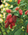 Ежемалина (гибрид малины и ежевики) Тайберри (Rubus frut. x idae. 'Tayberry') C3 #2