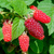 Ежемалина (гибрид малины и ежевики) Тайберри (Rubus frut. x idae. 'Tayberry') C3 #3