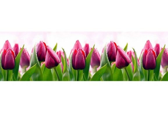 Панель АБС "Тюльпаны" (фартук) (3,0*0,6м) *1