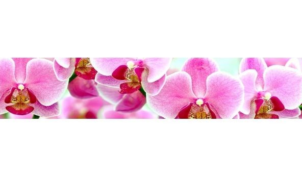 Панель АБС Фотопечать "Орхидеи" (фартук) (3,0*0,6м) *1